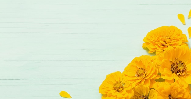 Fleurs de zinnia jaune sur fond de bois vert