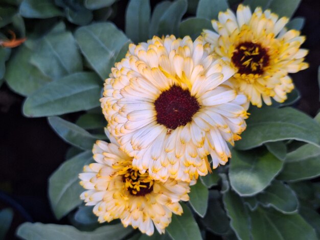 Fleurs de zinnia jaunes