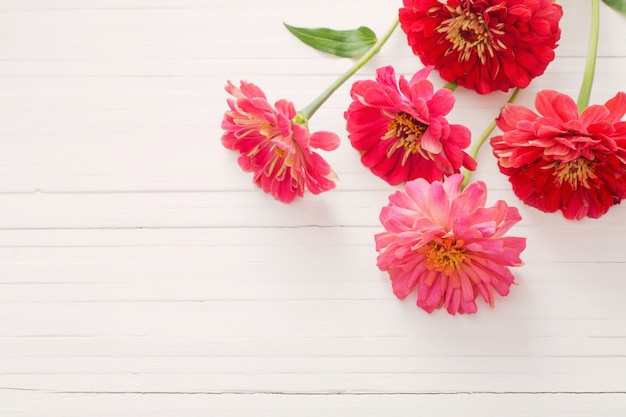 fleurs de zinnia