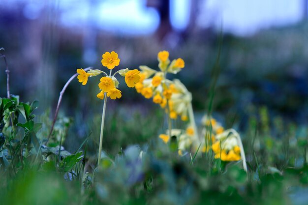 Fleurs