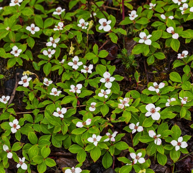 Fleurs