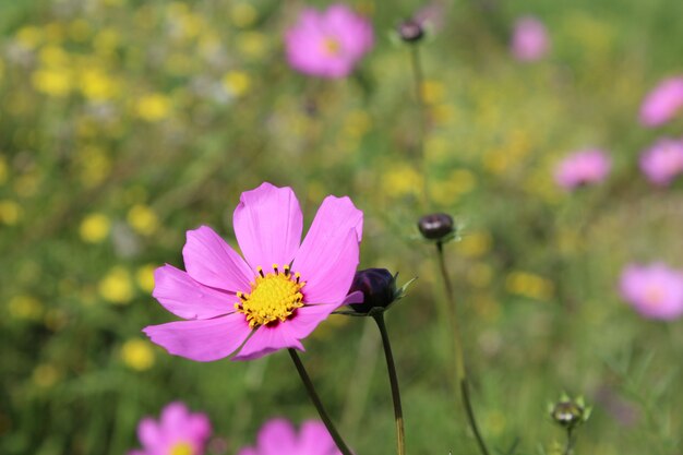 fleurs