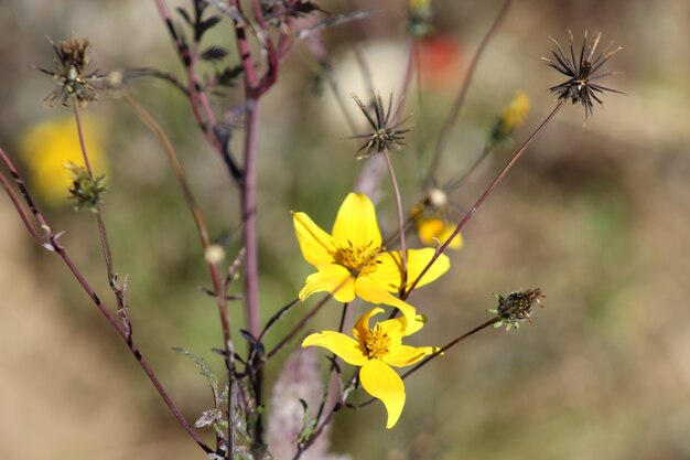 fleurs