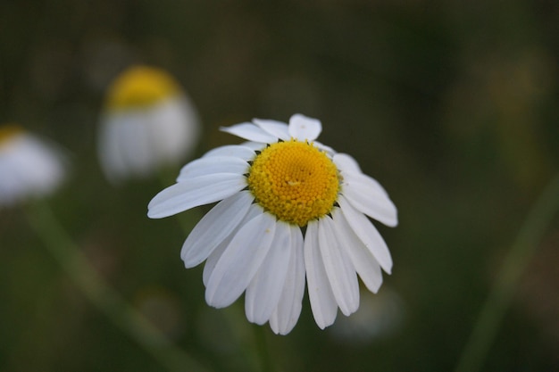 Fleurs