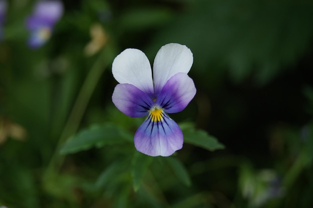 Photo fleurs