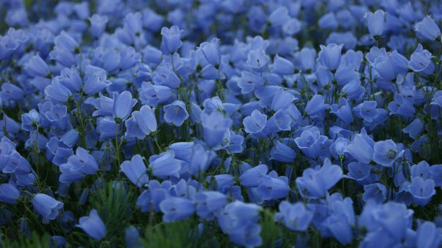 Photo fleurs