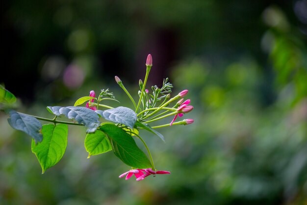 fleurs