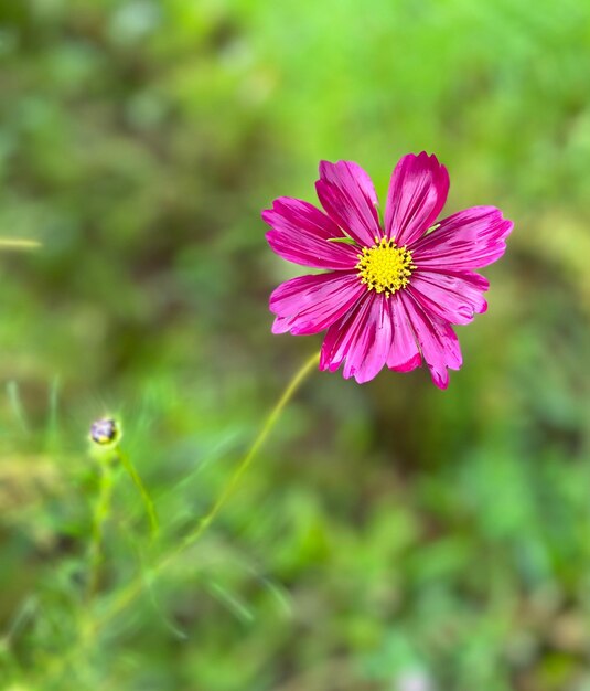 Fleurs