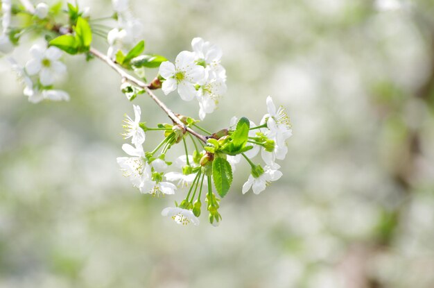 Fleurs