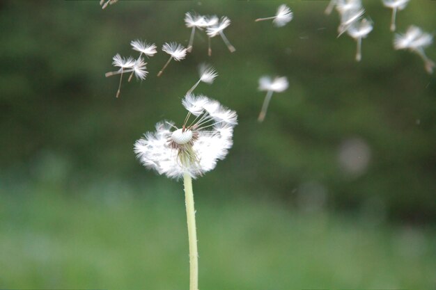 Photo fleurs