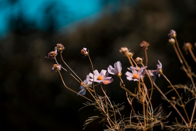 Les fleurs