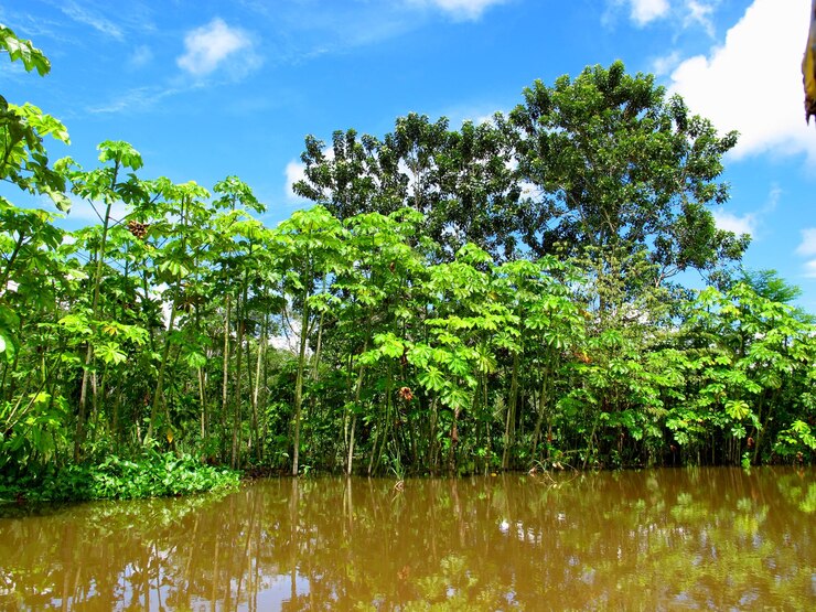Photo le fleuve amazone au pérou en amérique du sud