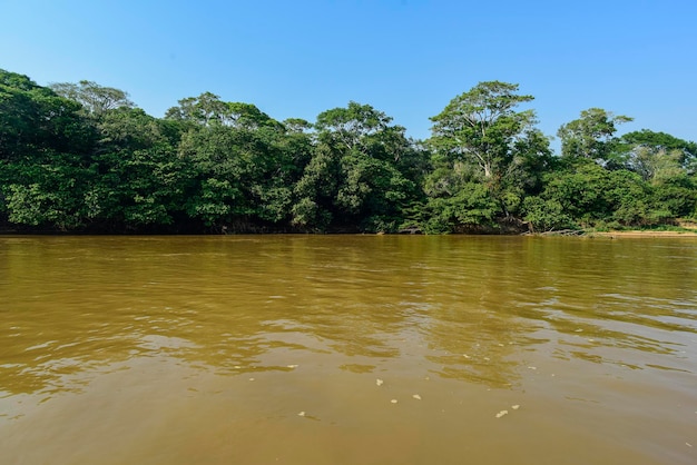 Fleuve Pantanal et écosystème forestier Mato Grosso Brésil