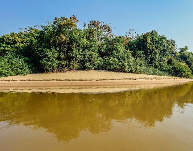 Fleuve Pantanal et écosystème forestier Mato Grosso Brésil