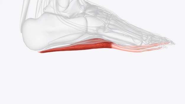 Photo le flexor digitorum brevis est le muscle central de la couche superficielle des muscles plantaires du pied.