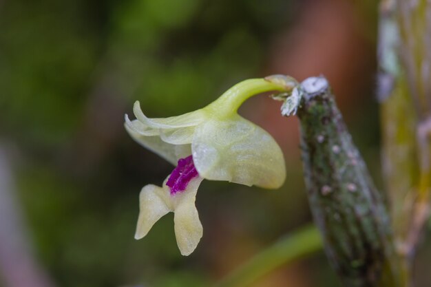 Photo flickingeria ritaena orchidée en forêt