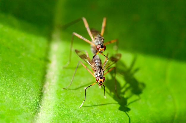 Flies Sur Vert