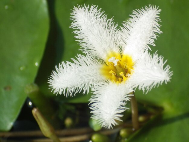 Le flocon d'eau a une forme de fleur particulière et est une plante aquatique très populaire