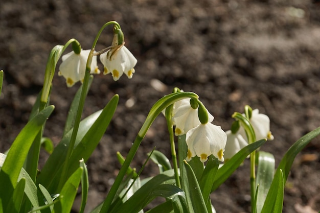 Le flocon de neige de printemps lat Leucojum vernum fleurit