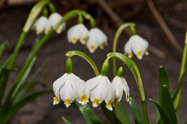 Le flocon de neige de printemps lat Leucojum vernum fleurit