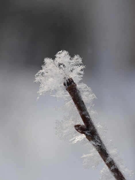 des flocons de neige sur une branche d'arbre