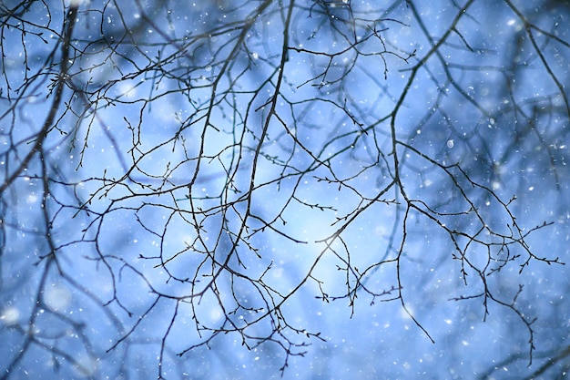 flocons de neige branches hiver abstrait, vacances nouvel an, neige par temps froid