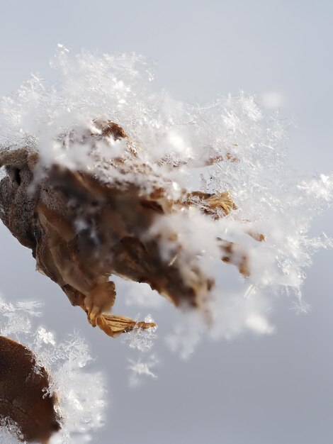 des flocons de neige sur une fleur sèche