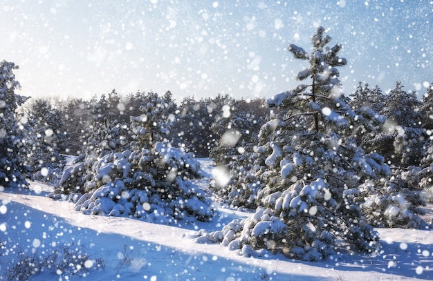 Flocons de neige tombant du ciel Épinettes couvertes de givre et de neige Forêt d'hiver