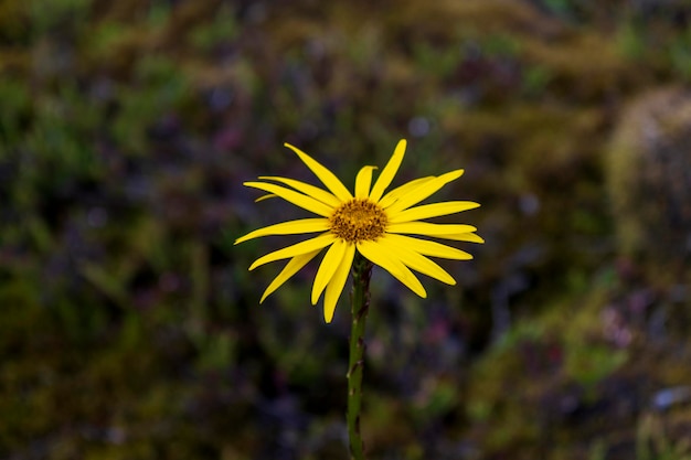 flor amarilla de paramo