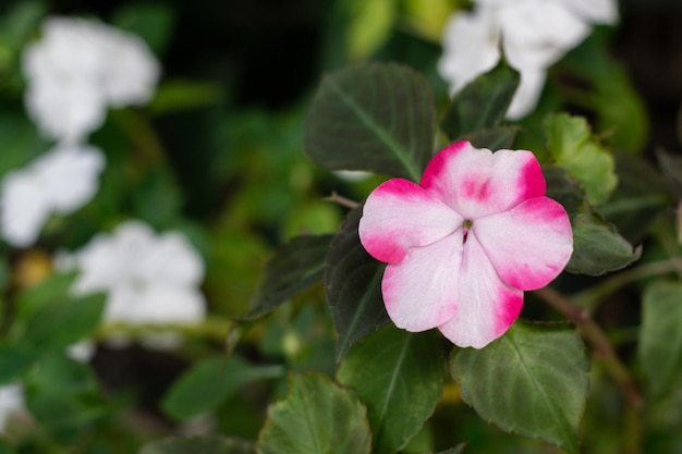 Photo flor blanca con rosa