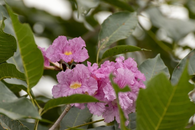 flor rosada con hojas verdes de fondo