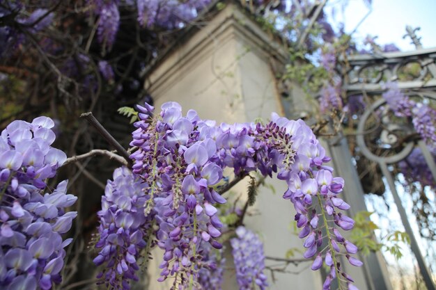 Floraison abondante de glycine au printemps