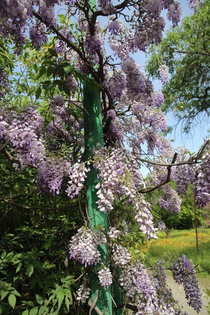 Floraison abondante de glycine au printemps