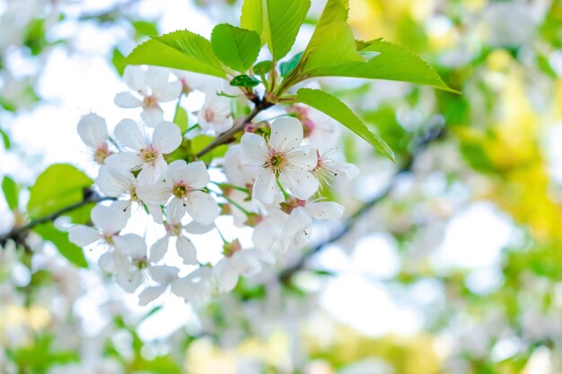 Floraison abricot pomme poire cerisier au printemps rose fleurs blanches plante fleur sur branche macro dans jardin arrière-cour en journée ensoleillée gros plan nature beau paysage