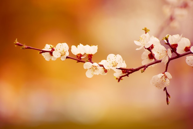 Floraison de l'abricotier au printemps avec de belles fleurs blanches. Image macro avec espace de copie. Contexte saisonnier naturel.