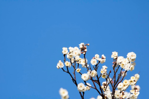 Floraison de l'abricotier au printemps avec de belles fleurs Fond saisonnier naturel