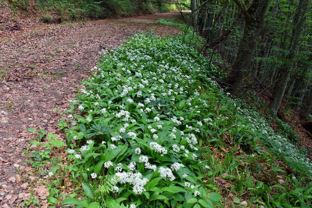 La floraison de l'ail sauvage Allium ursinum dans une forêt de hêtres