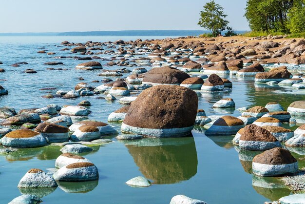 Floraison d'algues bleues de l'eau près de la rive du golfe de Finlande Repino St Petersburg