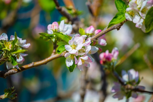 Floraison d&#39;arbre fruitier au printemps