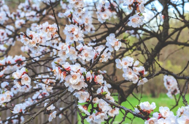 La floraison des arbres fruitiers abricotiers au printemps