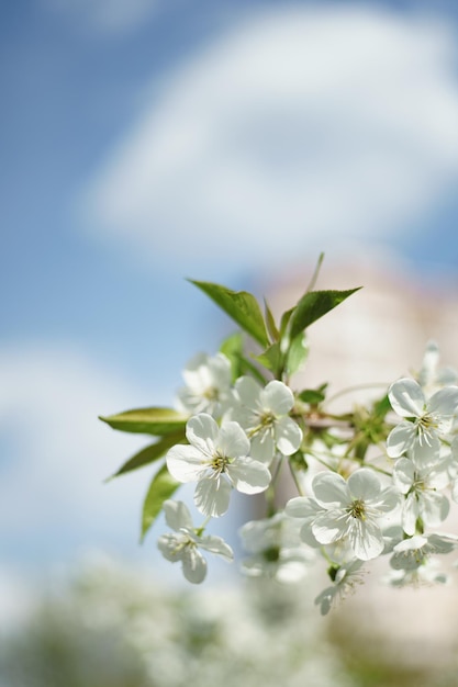 Floraison au jardin