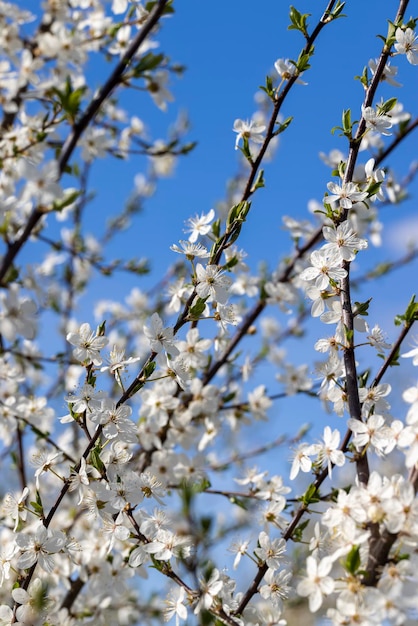 Floraison au printemps de l'année des arbres fruitiers dans le jardin