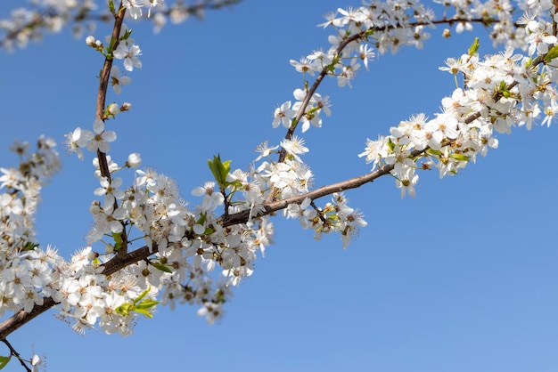 Floraison au printemps de l'année des arbres fruitiers dans le jardin