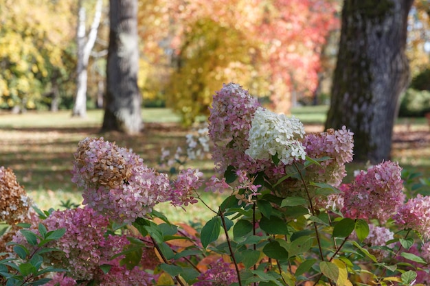 Floraison d'automne d'hortensia paniculé sur fond de chêne dans le jardin d'automne du parc paysager de Kemeri Lettonie Europe