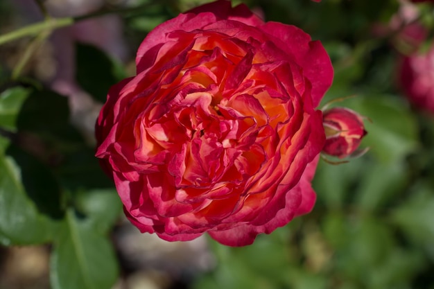 Floraison belle rose colorée en fond floral