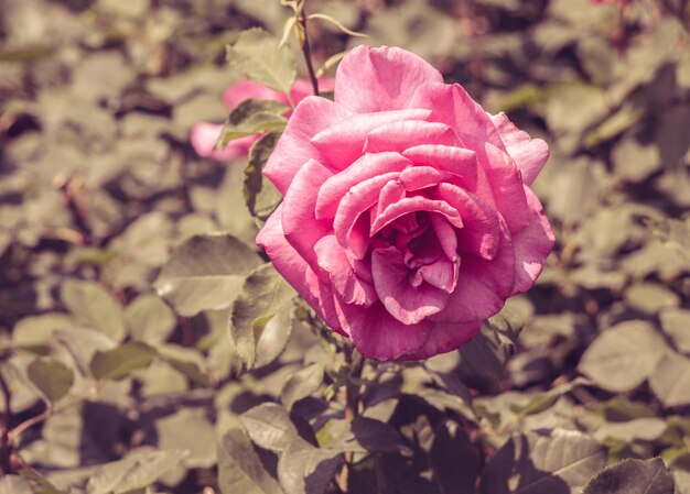 Photo floraison belle rose colorée en fond floral