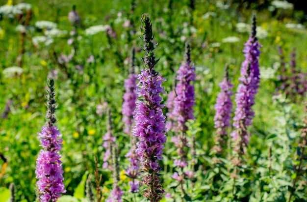 Floraison de belles fleurs sauvages colorées en vue