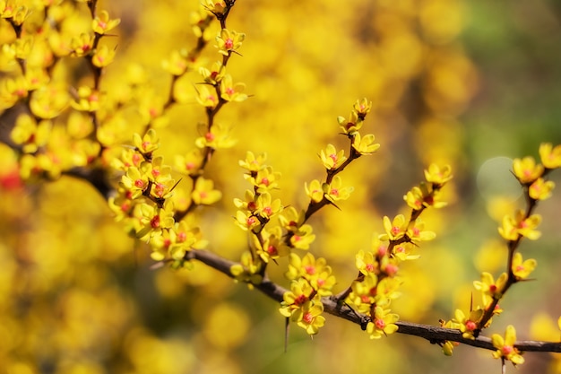 Floraison des bourgeons jaunes de printemps sur les arbres. Concept au début du printemps.