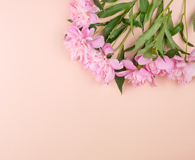 Floraison de boutons de pivoine rose sur fond de pêche