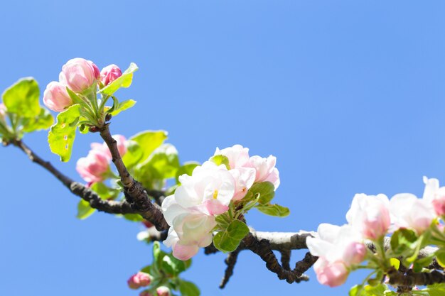 Floraison des branches de pommier